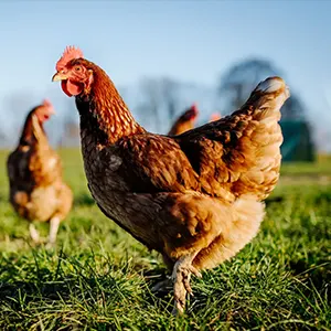 chicken vaccine