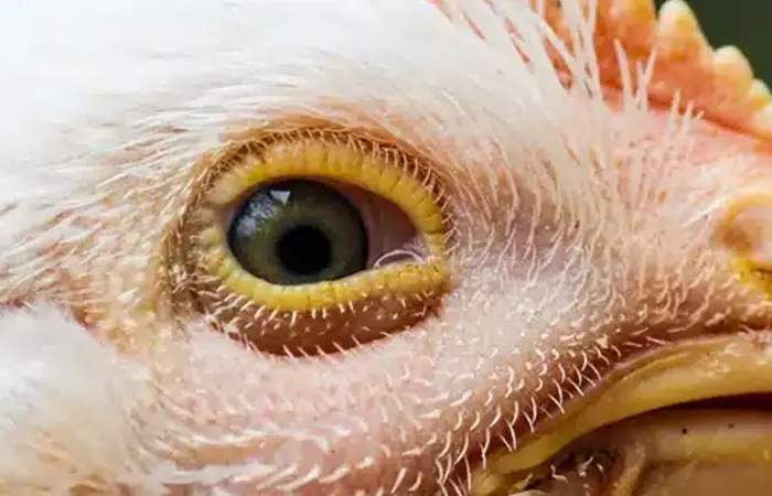 infectious bronchitis disease in poultry2