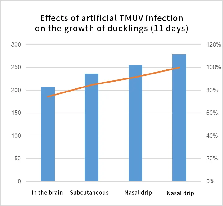 effects of artificialtmuvinfectionon the growth of ducklings (ll days)