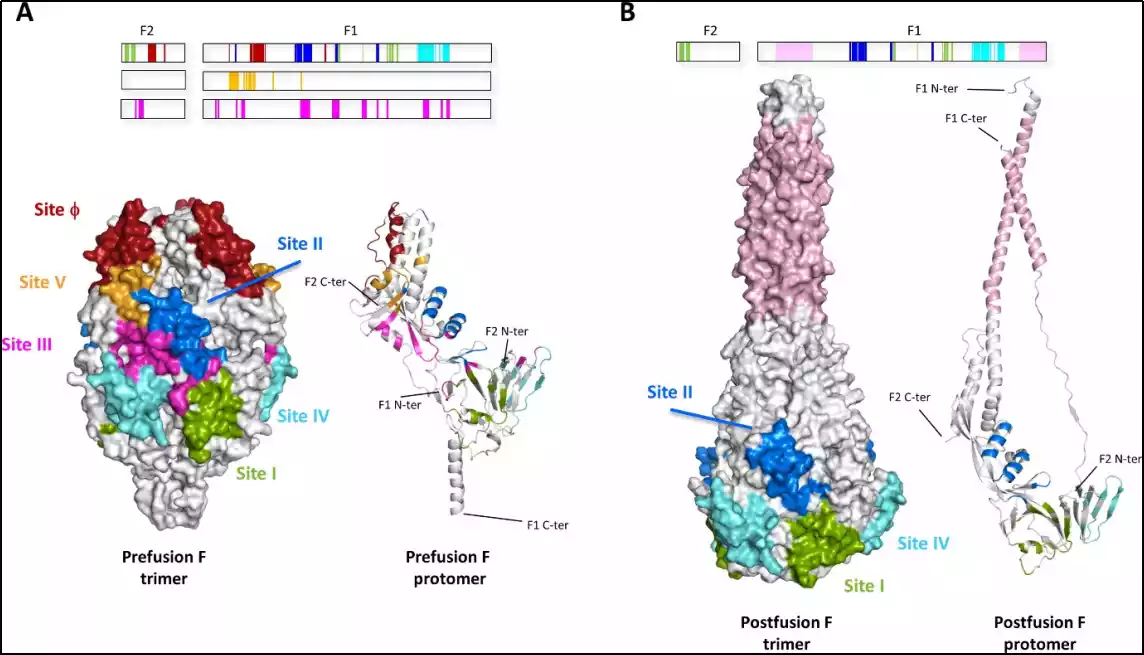 the s protein has a trimeric structure, and the expressed antigen must be the same as it. otherwise, the immunogenicity will be poor