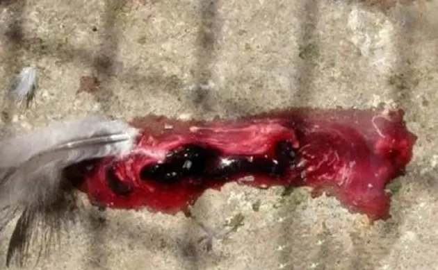 red manure