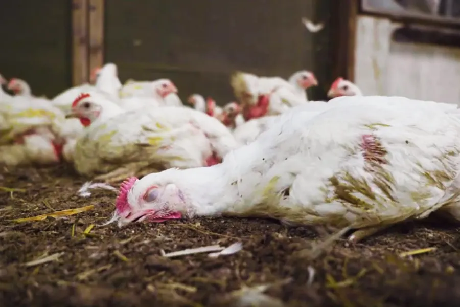 sick poultry