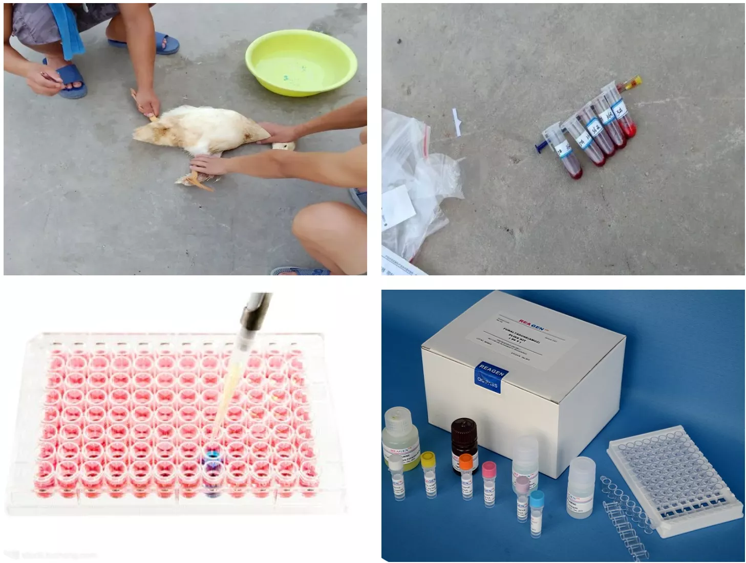 antibody testing