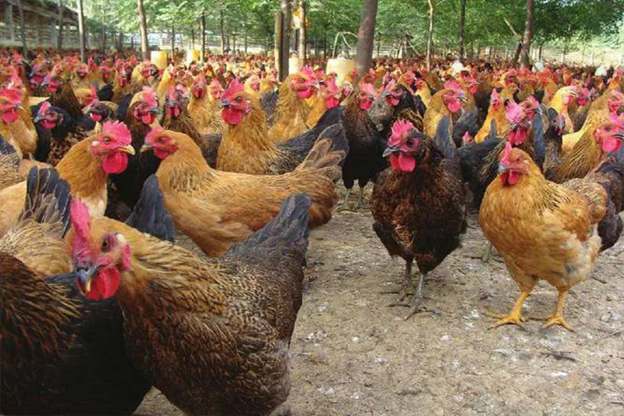 infectious bursal disease vaccine and field control measures