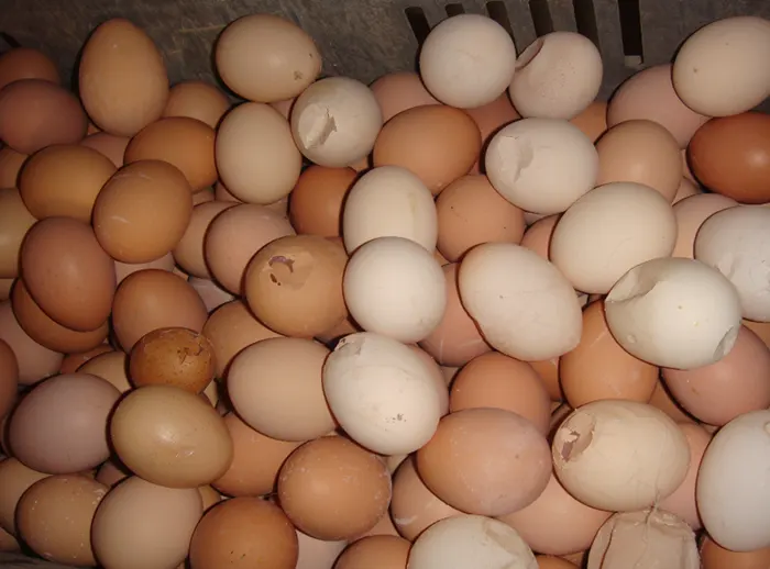 risks to poultry farms