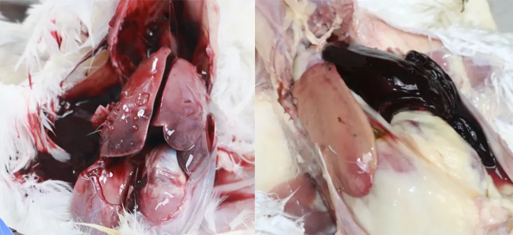 inclusion body hepatitis(ibh)