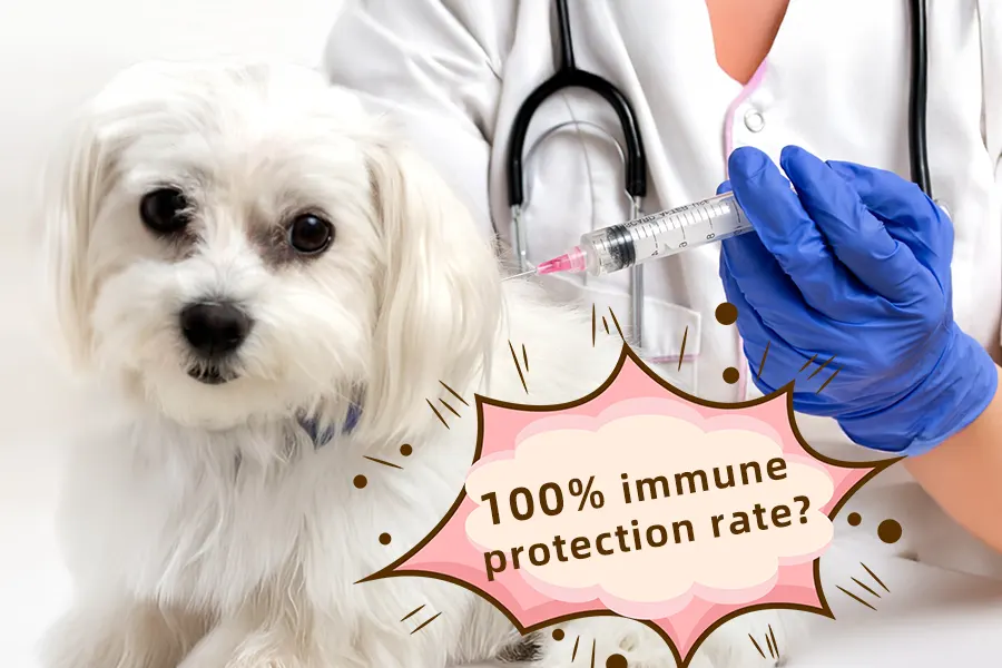 why do vaccinated pets still get sick