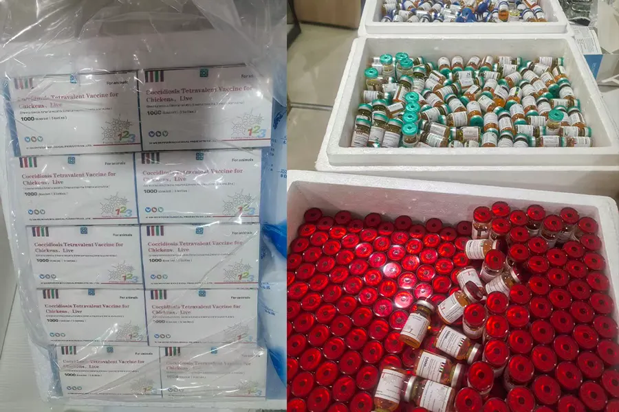 african customer places repeat order for wixbio coccidiosis tetravalent live vaccine