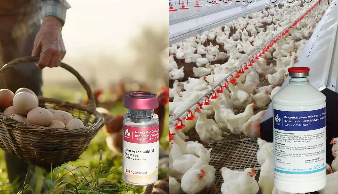 bivalent poultry nd vaccine